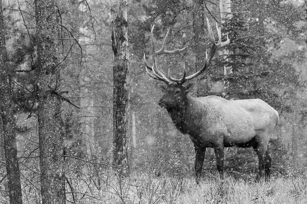 Bull Elk-autumn snow
